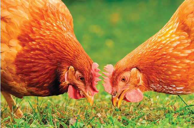 Enhanced Growth and Productivity in Broilers.PNG